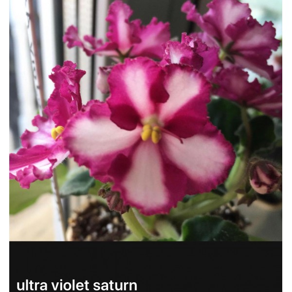 Ultra violet saturn
