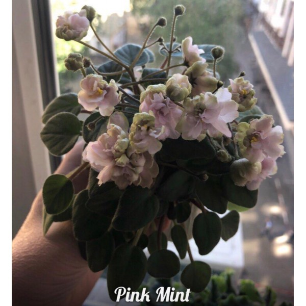 Pink mint