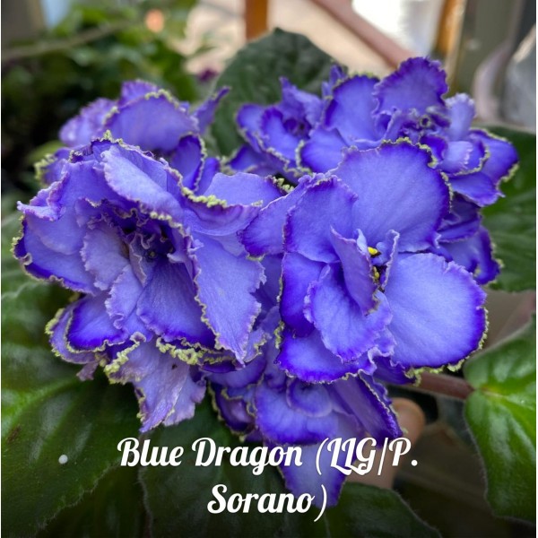 Blue dragon Sorano