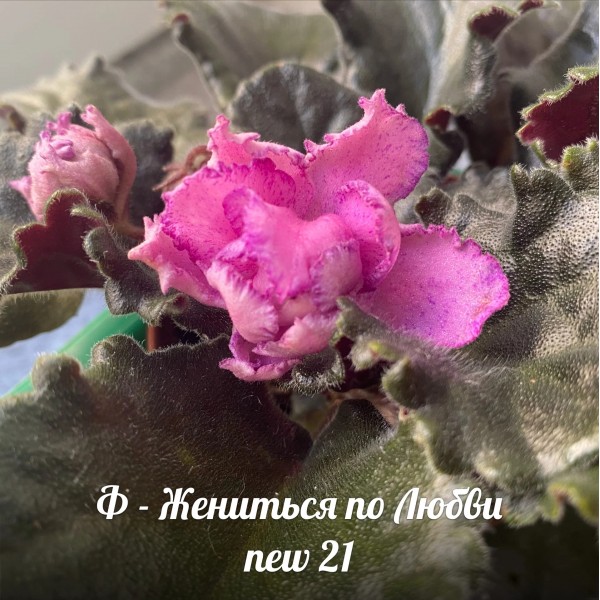 Ф Жениться по любви new 21