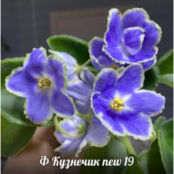Ф Кузнечик new 19