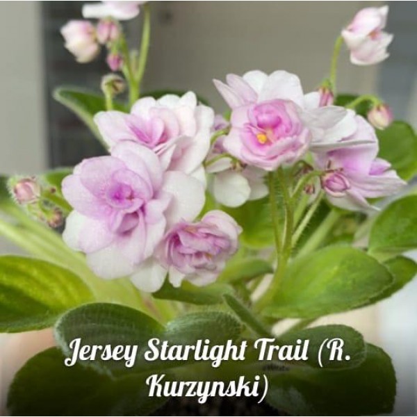 Jersey starlight treil  R Kurzynski