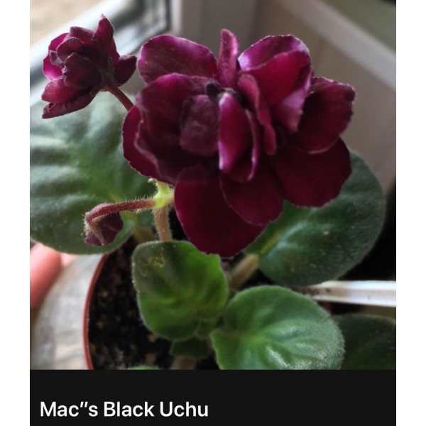 Mac's black uchru