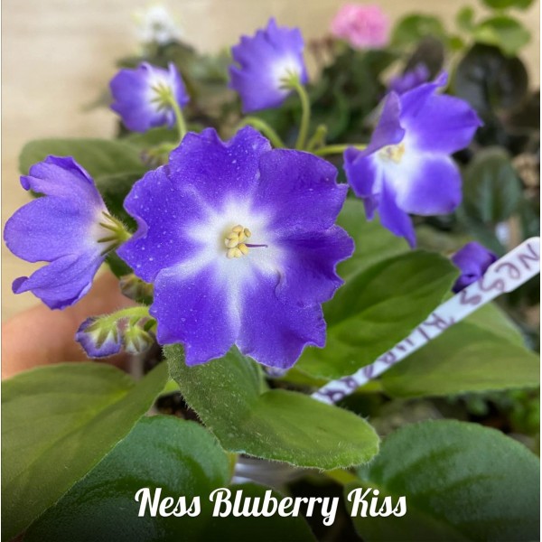 Ness blueberry kiss