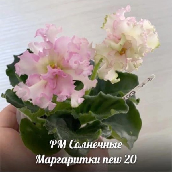 РМ Солнечные маргаритки new 20
